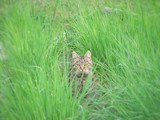 Cica ül a fűben-Freeman Peter