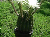 Kaktuszvirág1-Kozmáné Dienes Anita